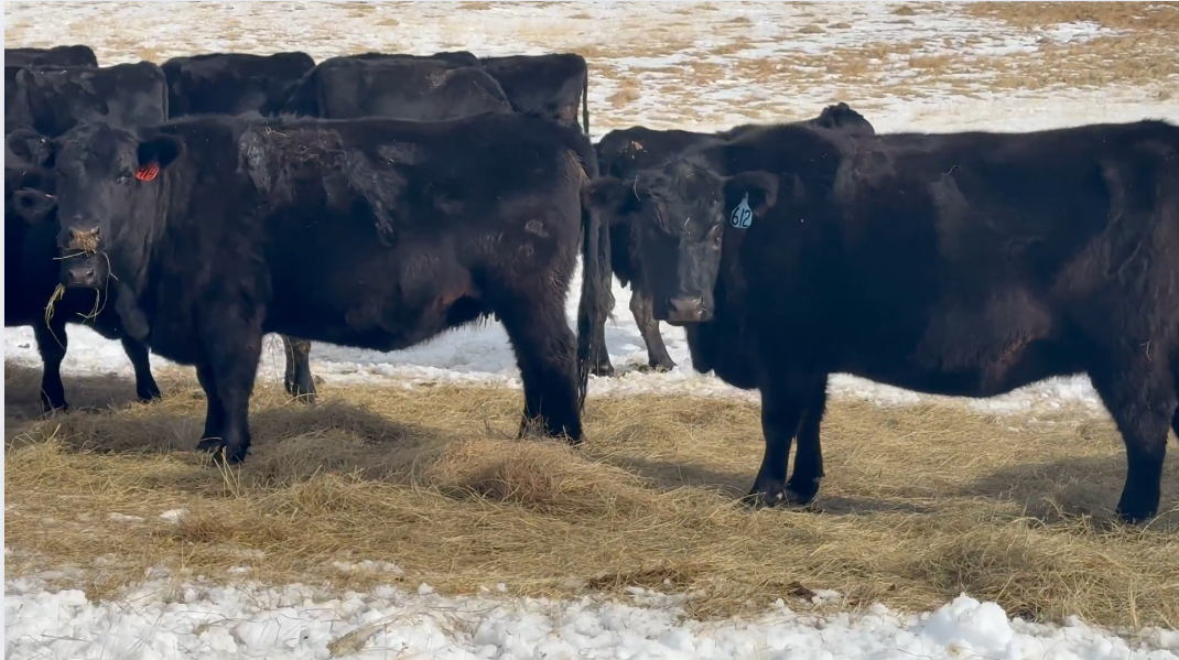 CP225A5 a well taken care of set of older cows buy as pairs!